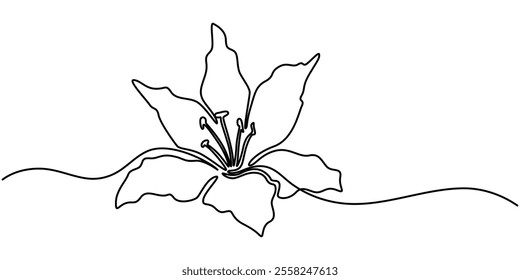 abstract lily flower,continuous single line art drawing sketch, logo, Lily Continuous Line Drawing with Editable Stroke. Vector Pen and Ink Illustration, Continuous one line drawing beauty fresh.