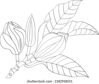 Abstract line of Champaka blooming flower with leaf. (Scientific name Michelia alba DC.)