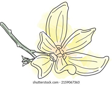 Abstract line of climbing ylang-ylang flower with color spread background. (Scientific name Artabotrys hexapetalus)