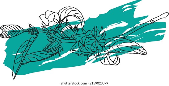 Abstract line of Hibiscus sabdariffa or roselle fruits on white background with color paint.