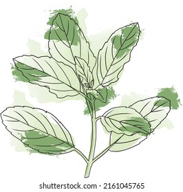 Abstract line of Holy basil or Thai basil leaf on color background. (Scientific name Ocimum tenuiflorum)