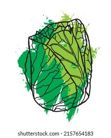 Abstrakte Linie von Pointen Kohl mit Farbe auf weißem Hintergrund.