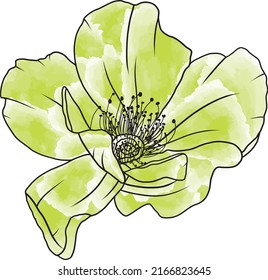 Abstract line rose flower are blooming with soft green color painting.