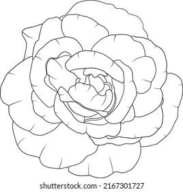 Abstract line rose flower are blooming with empty background.