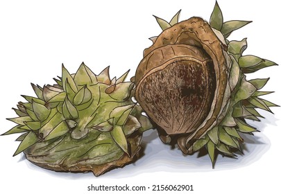 Resumen del bosque frutal Lithocarpus ceriferus. Hay espinas alrededor de la fruta. Sobre un fondo blanco