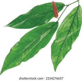 Abstract long pepper with leaves on white background. (Scietific name Piper retrofractum Vahl)