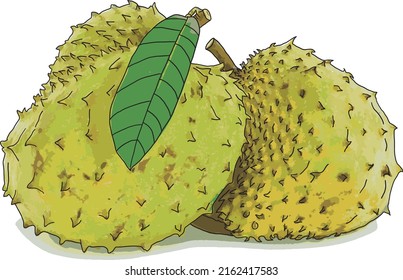 Resumen de loto Frutos de Soursop con hoja sobre fondo blanco. (Denominación científica Annona muricata)