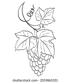 Abstract minimalistic linear sketch. Vine. Vector hand-drawn illustration, modern style. Black and white poster for Scandinavian interior design.