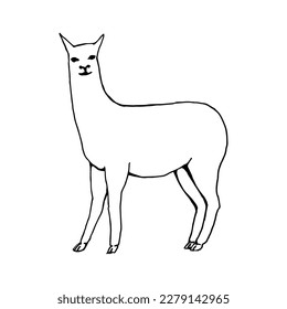 Abstract, minimalistic sketch of a llama. Line drawing, line art. Vector illustration