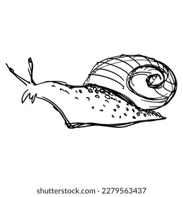 Abstract, minimalistic sketch of a snail. Line drawing, line art. Vector illustration