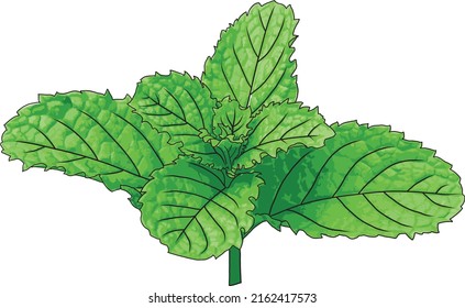Abstract of mint leaves on white background.