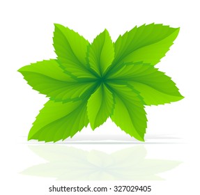 abstract mint leaves vector illustration isolated on white background