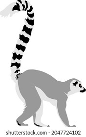 Abstract modern illustration of Ring-tailed lemur (Lemur catta) from side with tail up, Trendy artistic vector design isolated on white background