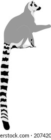 Resumen de la ilustración moderna del lemur de cola anillada (Lemur catta) de lado con cola hacia arriba, diseño vectorial artístico de moda aislado en fondo blanco