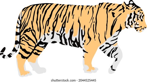 Abstract modern illustration of walking bengal tiger (Panthera tigris tigris) from side, Trendy artistic vector design isolated on white background, realistic outline