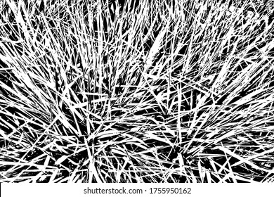 Abstract monochrome background of pointed grass. Background of coarse tall grass. Vector illustration. Overlay template.