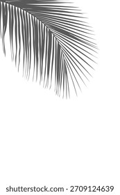 Abstractas sombra de hoja de palmera monocromática o hoja de coco gris suave, que sirve como sutil borde natural. Ideal para crear un fondo tropical minimalista, de ensueño con un amplio espacio para el enfoque del producto de texto.
