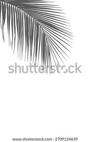 Abstract monochrome palm leaf shadow or coconut leaf soft gray, serving as subtle natural border. Ideal for creating a minimalist, dreamy, tropical background with ample space for text  product focus.