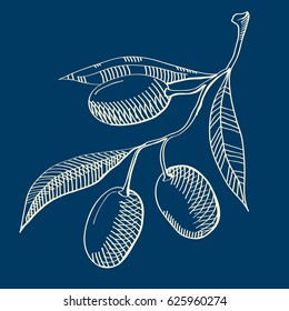 Abstract natural concept with hand drawn olives and leaves on blue background isolated vector illustration