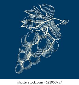 Abstract natural organic template with bunch of grapes in sketch style on blue background isolated vector illustration