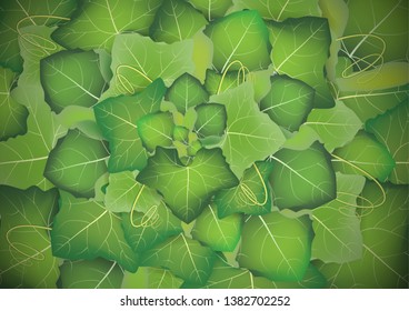 Abstract nature green leaf background. Coccinia grandis vegetable green leaf background