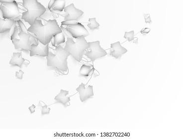 Abstract nature white leaf background. Coccinia grandis vegetable white leaf background
