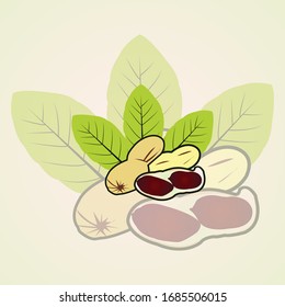 abstract nut logo and illustration  