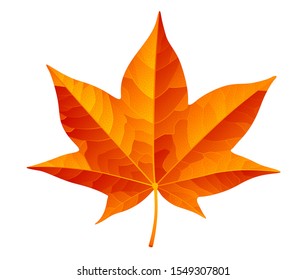 Abstract orange autumn leaf isolated on white background. 