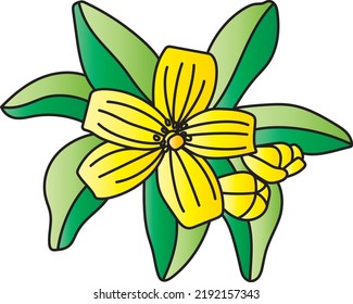 Resumen de la flor naranja jazmín o china Box con hoja sobre fondo blanco. (Nombre científico Murraya paniculata) 