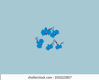 Abstract orchid pattern. Gentle flowers background. Vector illustration for invitation, card, celebration, party, carnival, festive holiday and Your project. Gentle blue Background