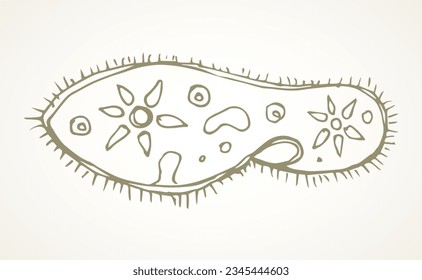 Abstract oval shape tiny protist amoeba organelle pellicle parasite element. Line black hand drawn lab microbe icon sign symbol pictogram diagram sketch Art doodle cartoon style design. Closeup view