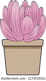 Abstract Pachyphytum Oviferum plant in the pot with empty background.