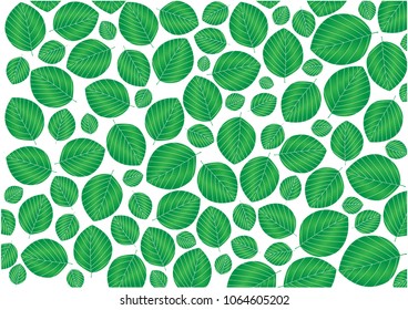 Abstract pattern with green leaves - 
Formal Garden, Plant, Season, Springtime, Summer