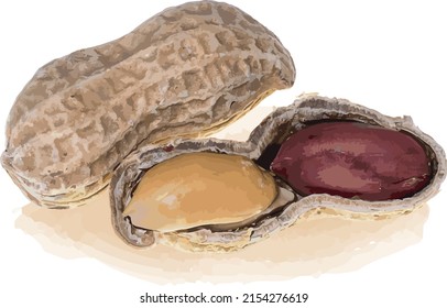 Abstract of the peanut on white background. (Scientific name Solanum trilobatum)