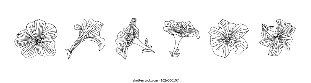 Abstract petunia outline flowers set. Vector stylized sketch decorative hand drawn illustration. Black isolated doodle image on white background.