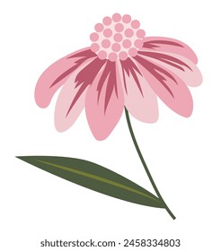 Abstractas margarita rosa en diseño plano. Echinacea rama de flor con hoja. Ilustración vectorial aislada.