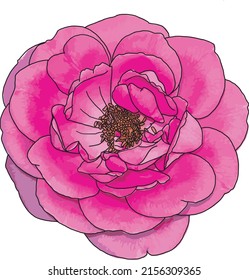 Abstract of Pink Damask Rose flower isolate on white background. (Scientific name Rosa damascena)