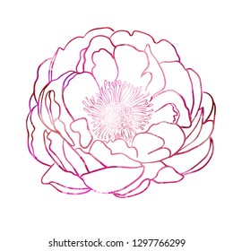 Abstract pink flower line. Vector