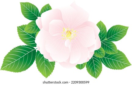 Abstract of pink rose flower with leaves on white background. 