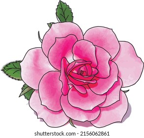 Abstract Pink of Rose flower on white background. (Scientific name Rosa damascena)