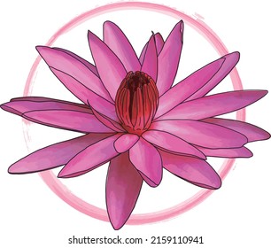 Abstract of Pink water lily flower with color paint on white backgroud.