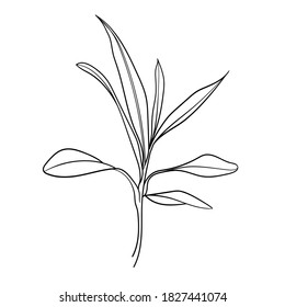 Abstract plant. Line drawing. Hand drawn. Black and white illustration. Vector.