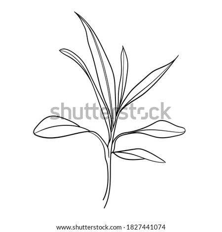 Abstract plant. Line drawing. Hand drawn. Black and white illustration. Vector.