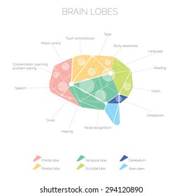 Abstract polygonal brain lobes