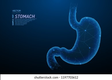 Human Stomach Anatomy Stock Photo  Download Image Now  Gastric Acid  Stomach Abdomen  iStock