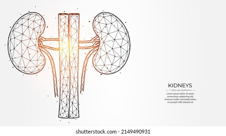 Abstract polygonal vector illustration of human kidneys on a light background. Internal organ low poly design. Nephrology medical banner, template or background.