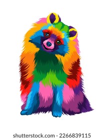 Abstract Pomeranian, german spitz from multicolored paints. Colored drawing. Vector illustration of paints