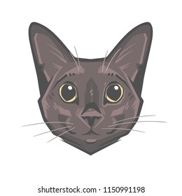 Abstract portrait of a funny cat