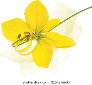 Resumen de Pino Pudding o Ducha Dorada sobre fondo de propagación amarillo suave. (Denominación científica Cassia fistula)