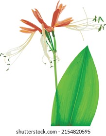 Abstract of Queen lily flower with leaf on white background. (Scientific name Eucrosia bicolor Ker Gawl plant)